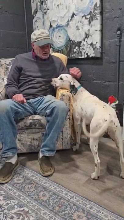Enlarge Dobbie, an adopted Dalmatian in Merrick, NY video 6/6