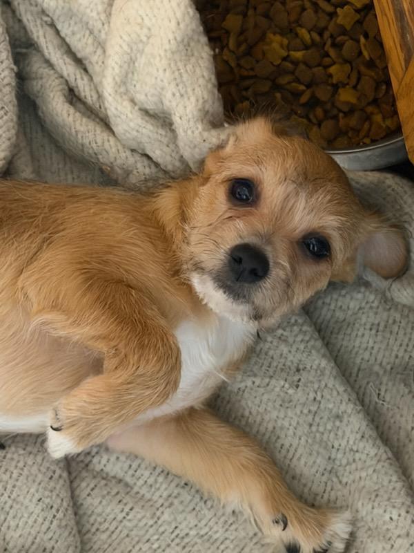Marcia, Adoptable, Puppy Female Chihuahua & Maltese.