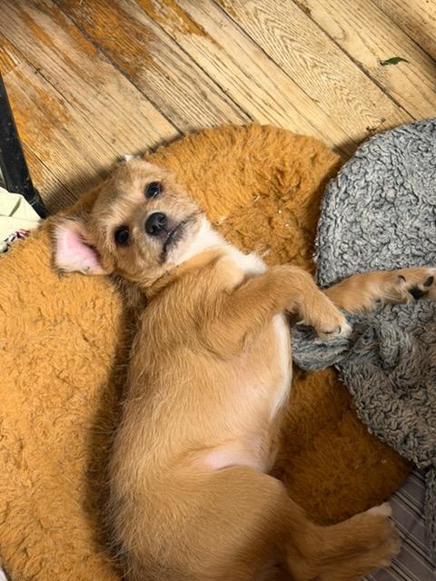 Enlarge Marcia, a Adoptable mixed breed in Hewitt, NJ image 2/2