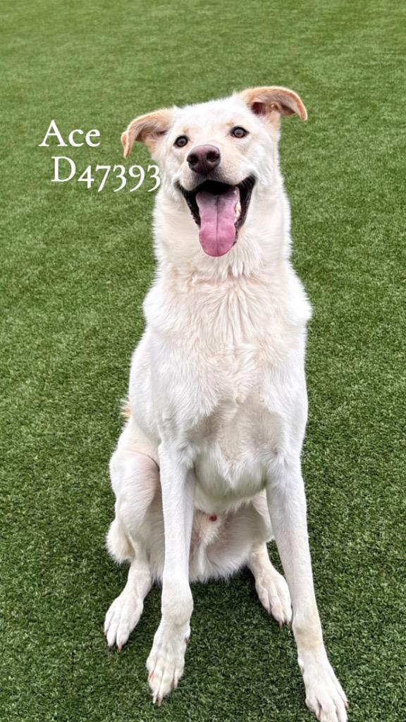 Ace, Adoptable, Young Male Labrador Retriever & Husky.
