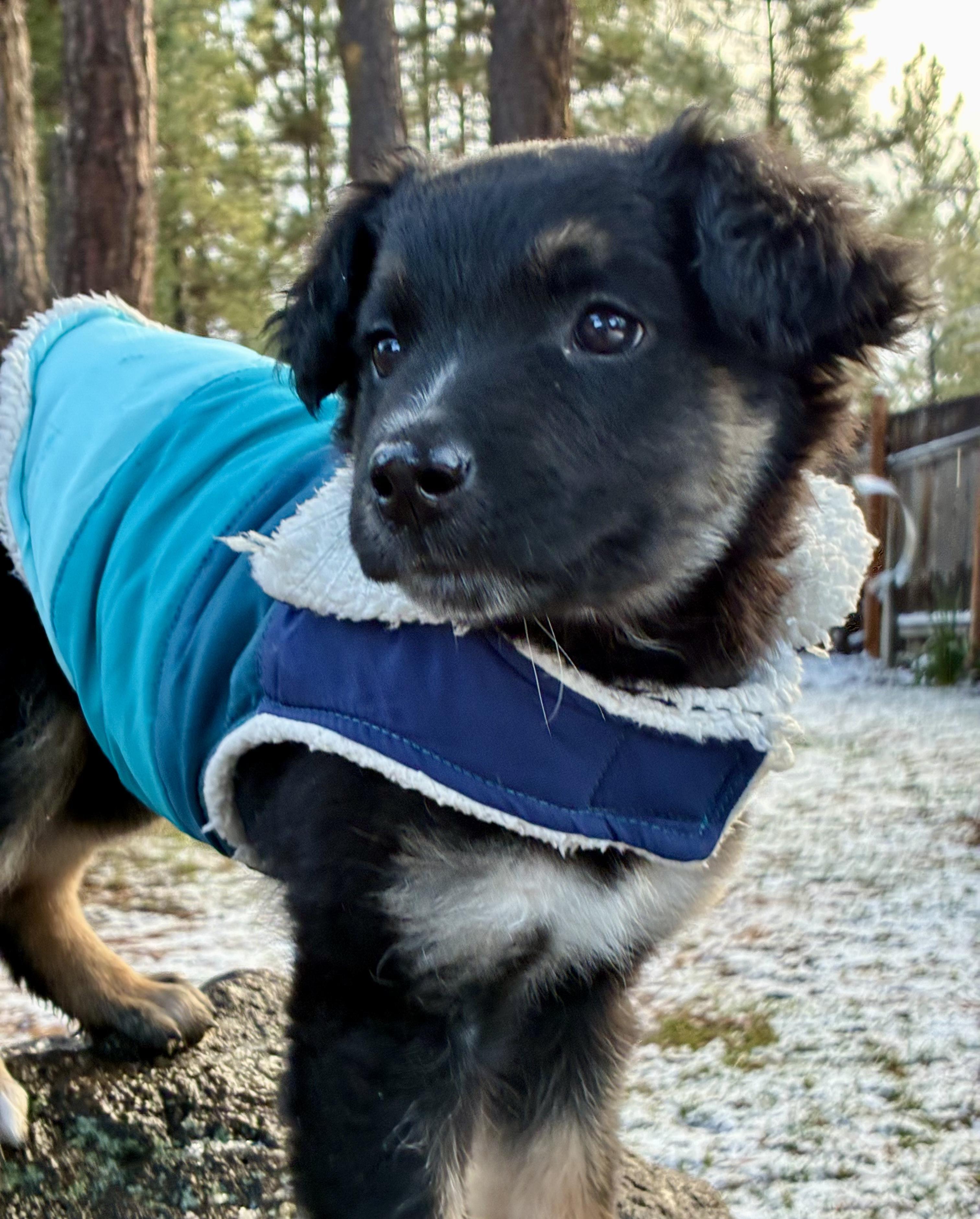 Enlarge Clara, an adopted mixed breed in Bend, OR image 1/2