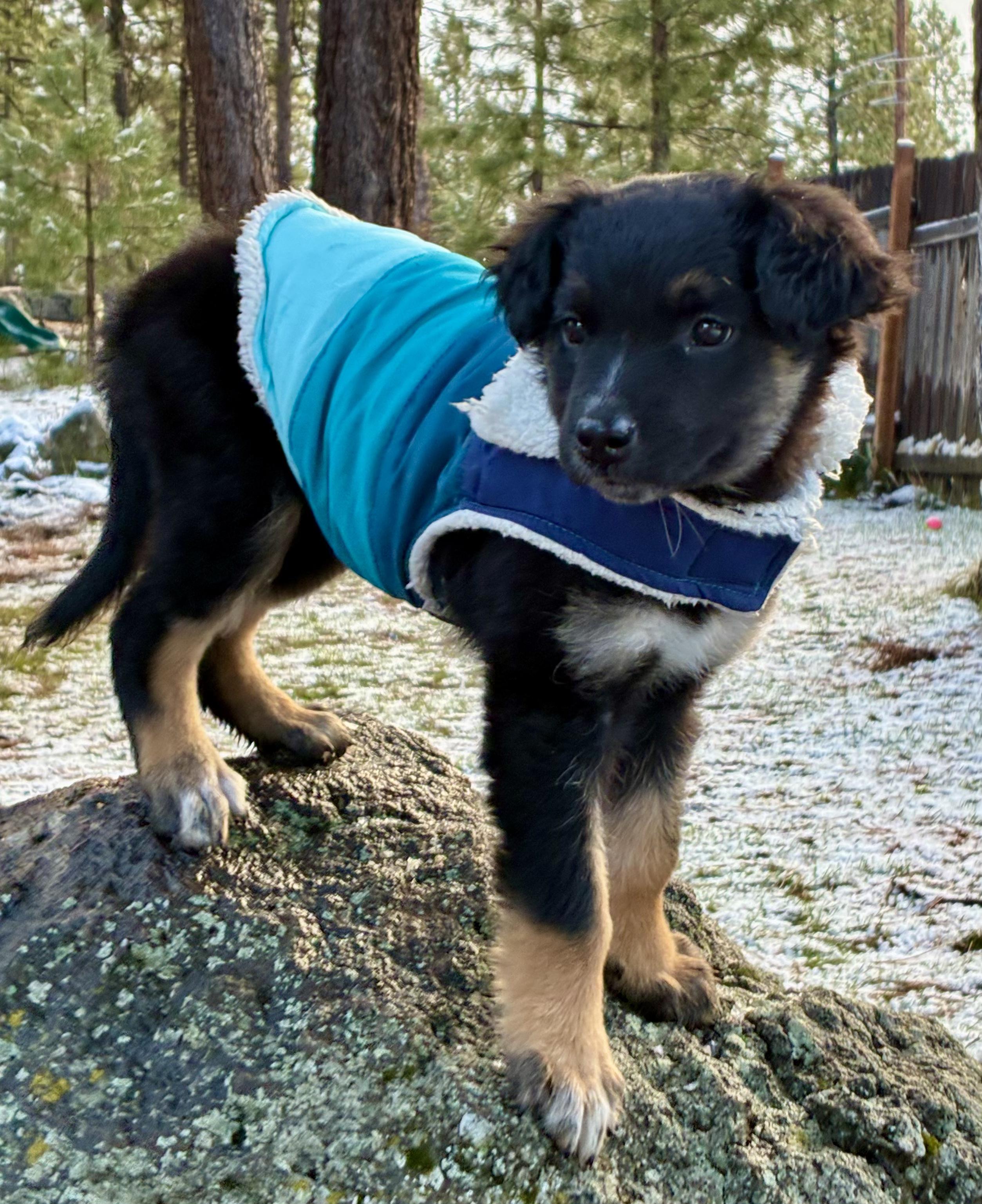 Enlarge Clara, an adopted mixed breed in Bend, OR image 2/2
