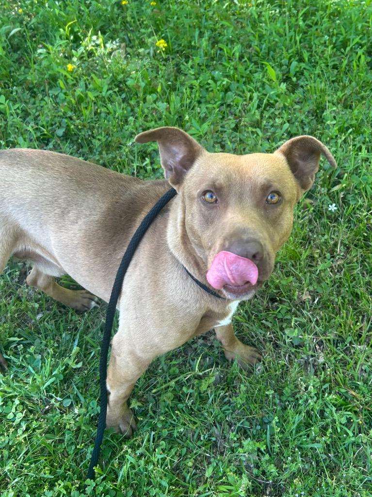 Enlarge Ben, a Adoptable mixed breed in Benton, AR image 1/3