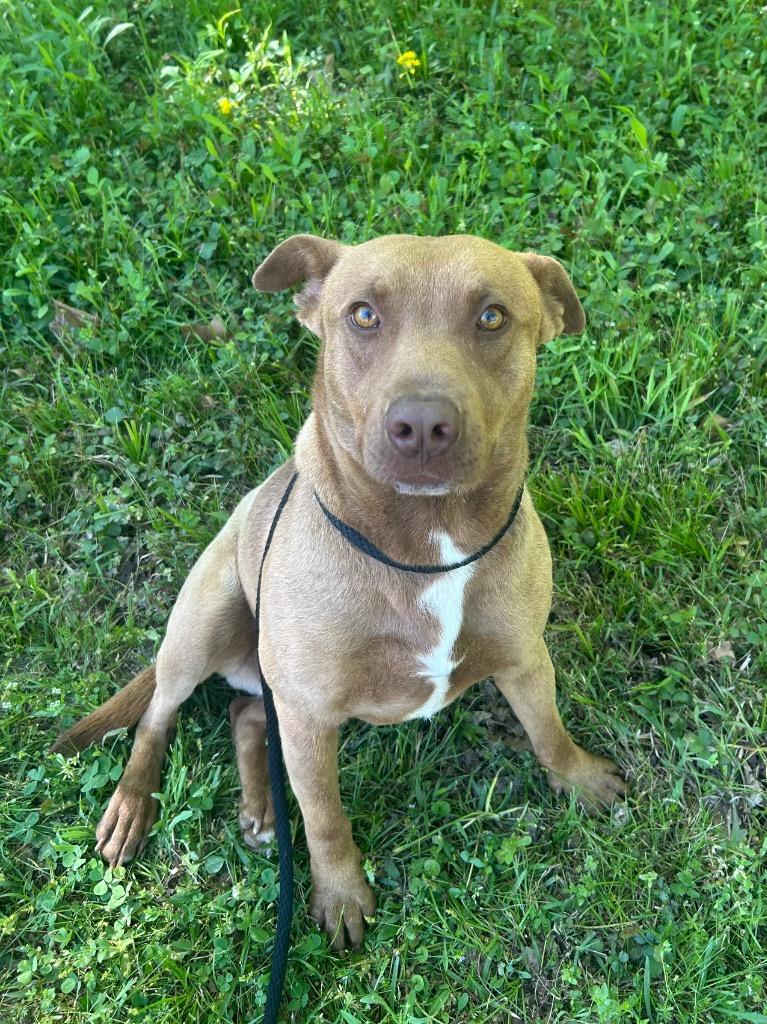 Enlarge Ben, a Adoptable mixed breed in Benton, AR image 2/3