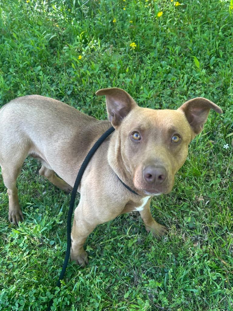 Enlarge Ben, a Adoptable mixed breed in Benton, AR image 3/3