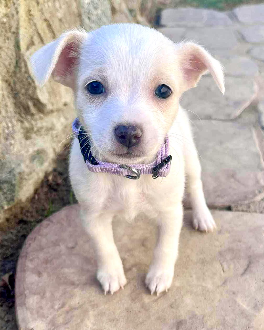 Bellini, Adopted, Young Female Terrier & Chihuahua.