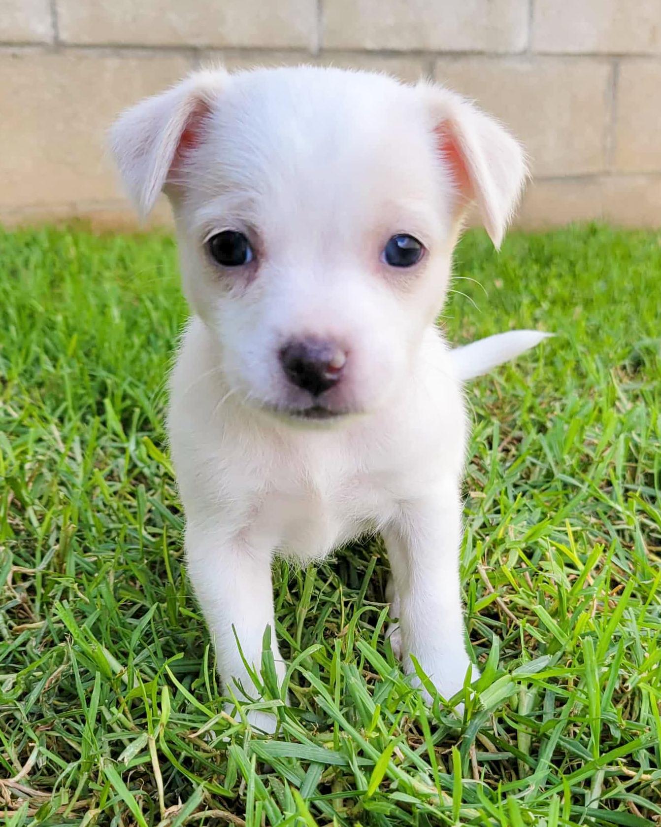 Enlarge Bellini, a Adopted mixed breed in Corona, CA image 2/3
