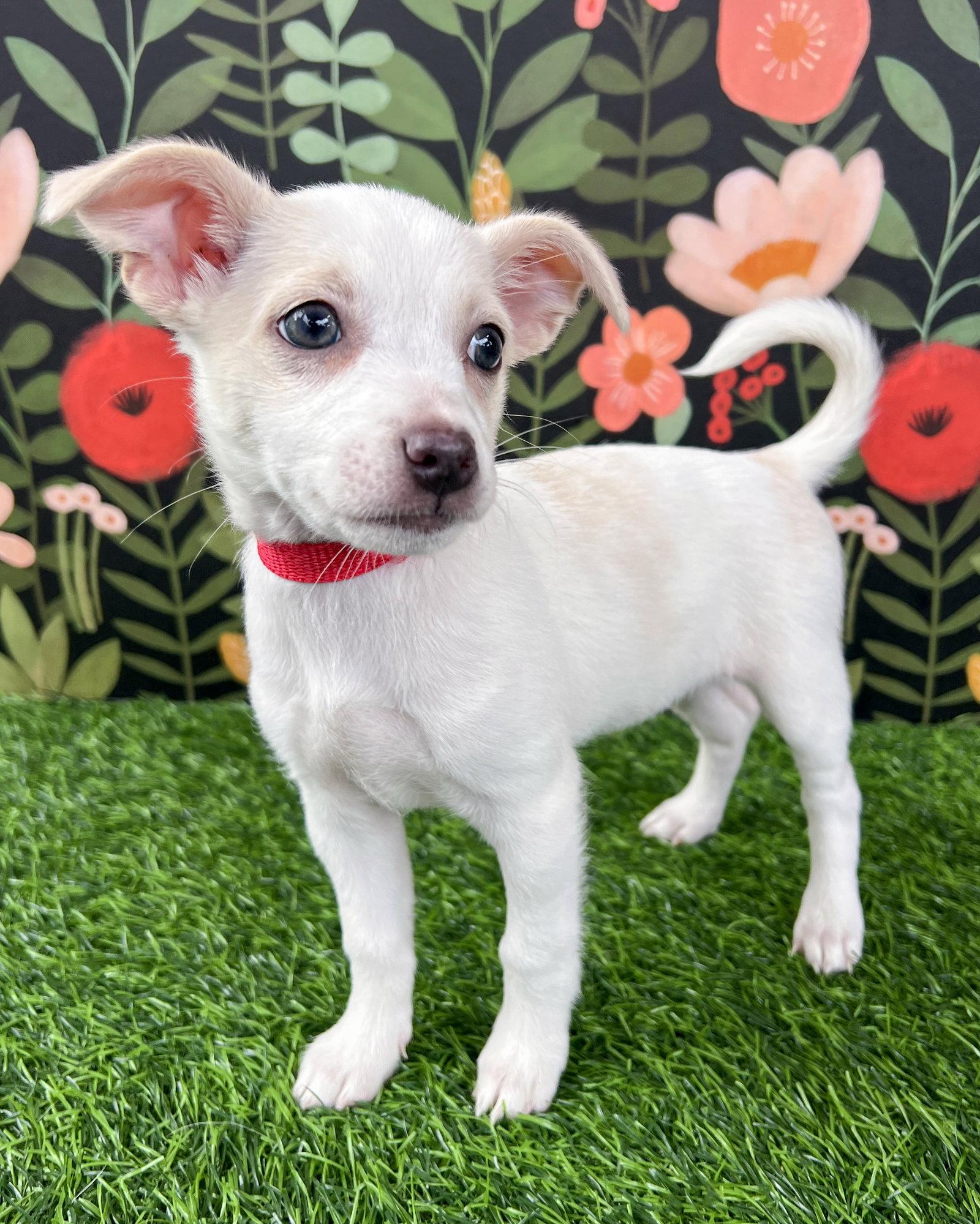 Enlarge Bellini, a Adopted mixed breed in Corona, CA image 3/3
