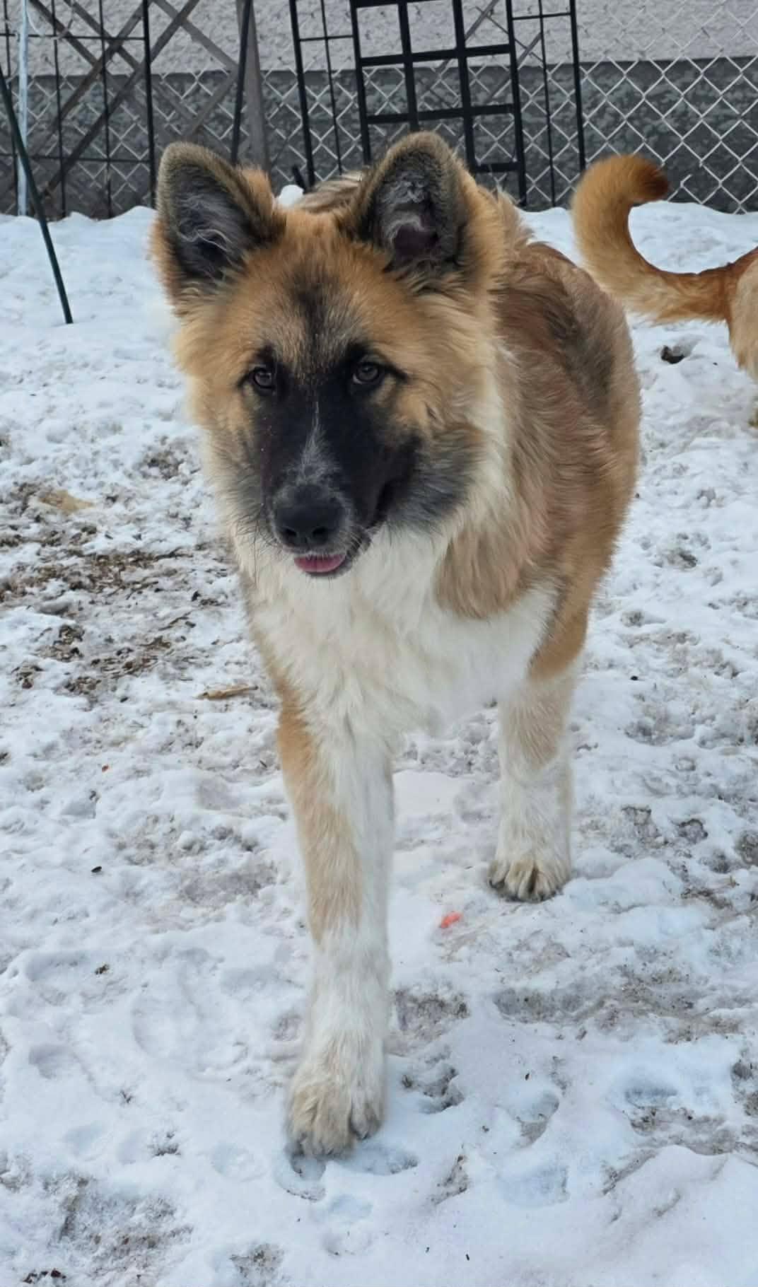 Enlarge Rudy, a ADOPTABLE mixed breed in Winnipeg, MB image 4/5