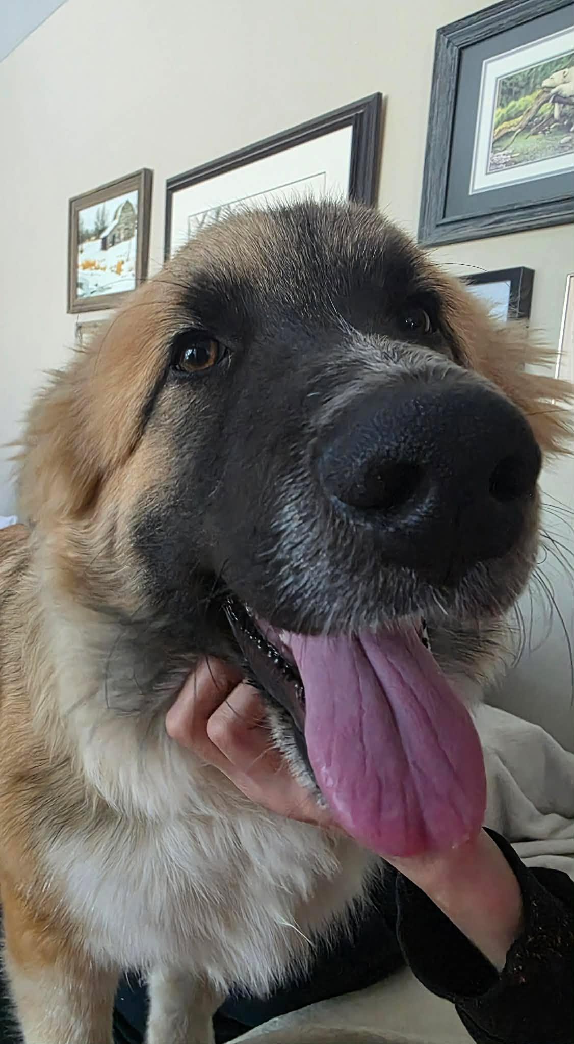 Enlarge Rudy, a ADOPTABLE mixed breed in Winnipeg, MB image 3/5