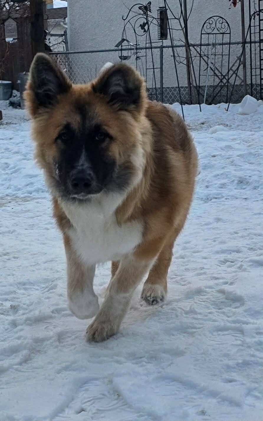 Rudy, ADOPTABLE, Young Male Husky & Mixed Breed.