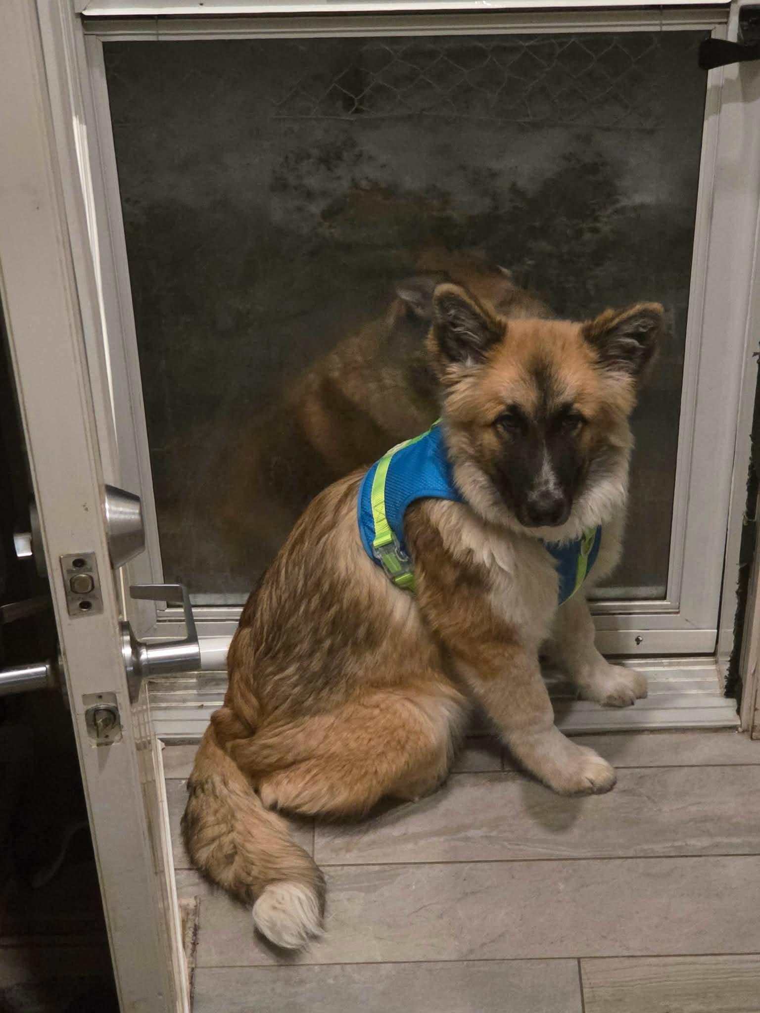 Enlarge Rudy, a ADOPTABLE mixed breed in Winnipeg, MB image 5/5