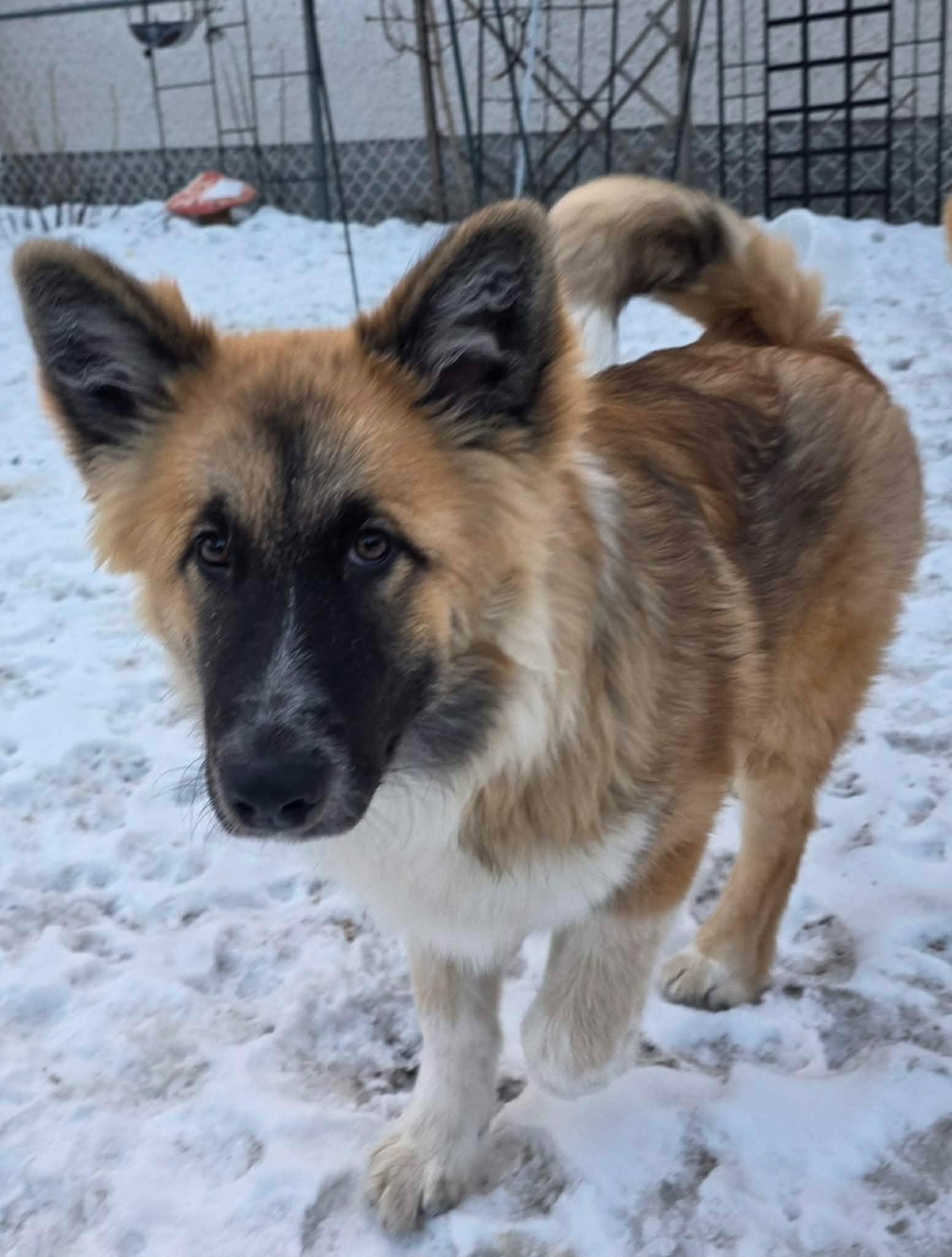 Enlarge Rudy, a ADOPTABLE mixed breed in Winnipeg, MB image 2/5