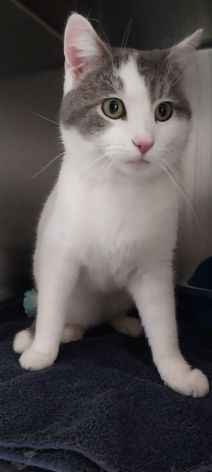 Enlarge Buddy, a Adoptable mixed breed in Willmar, MN image 1/1