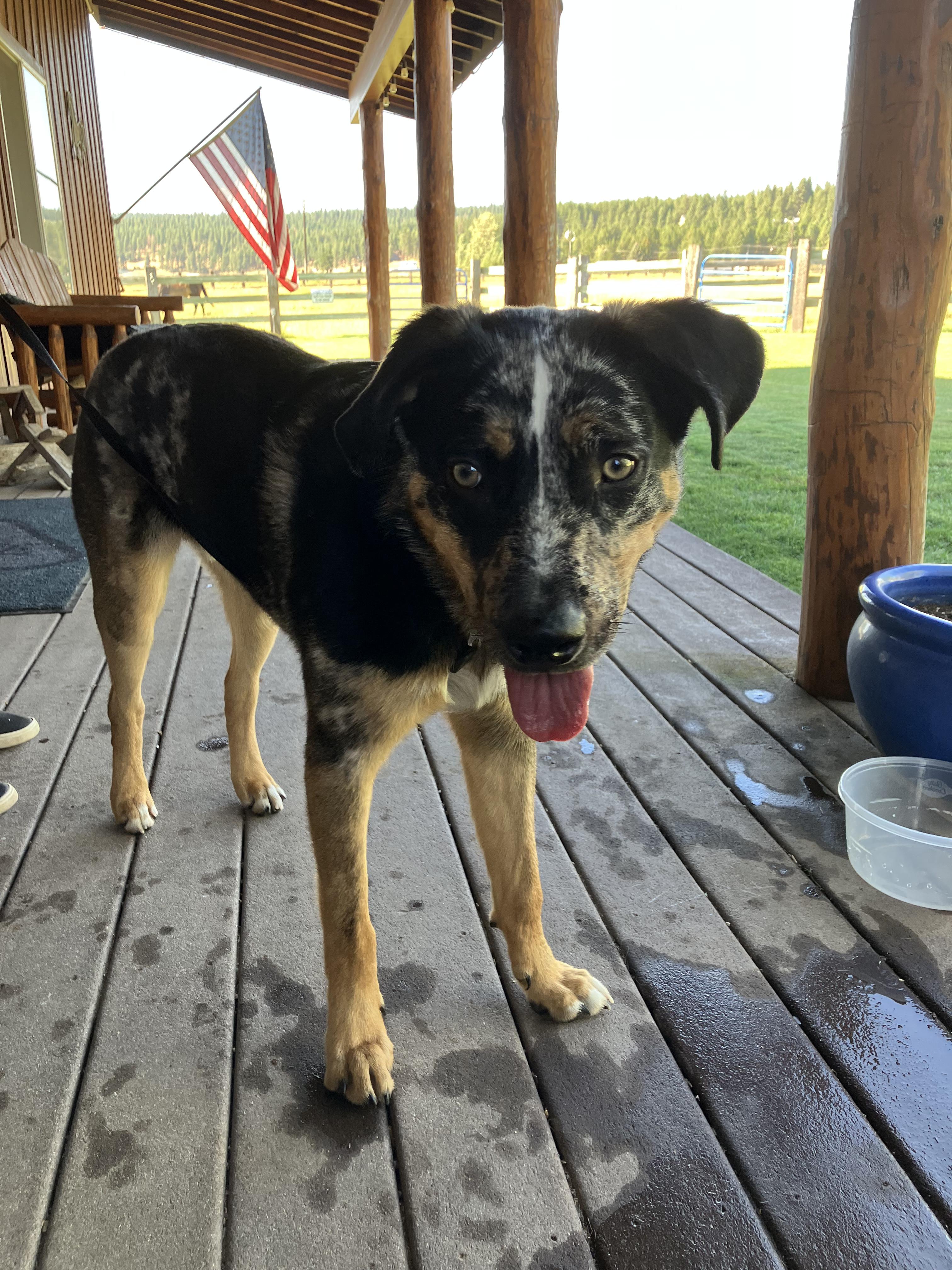 Kaique, Adoptable, Adult Male Catahoula Leopard Dog.