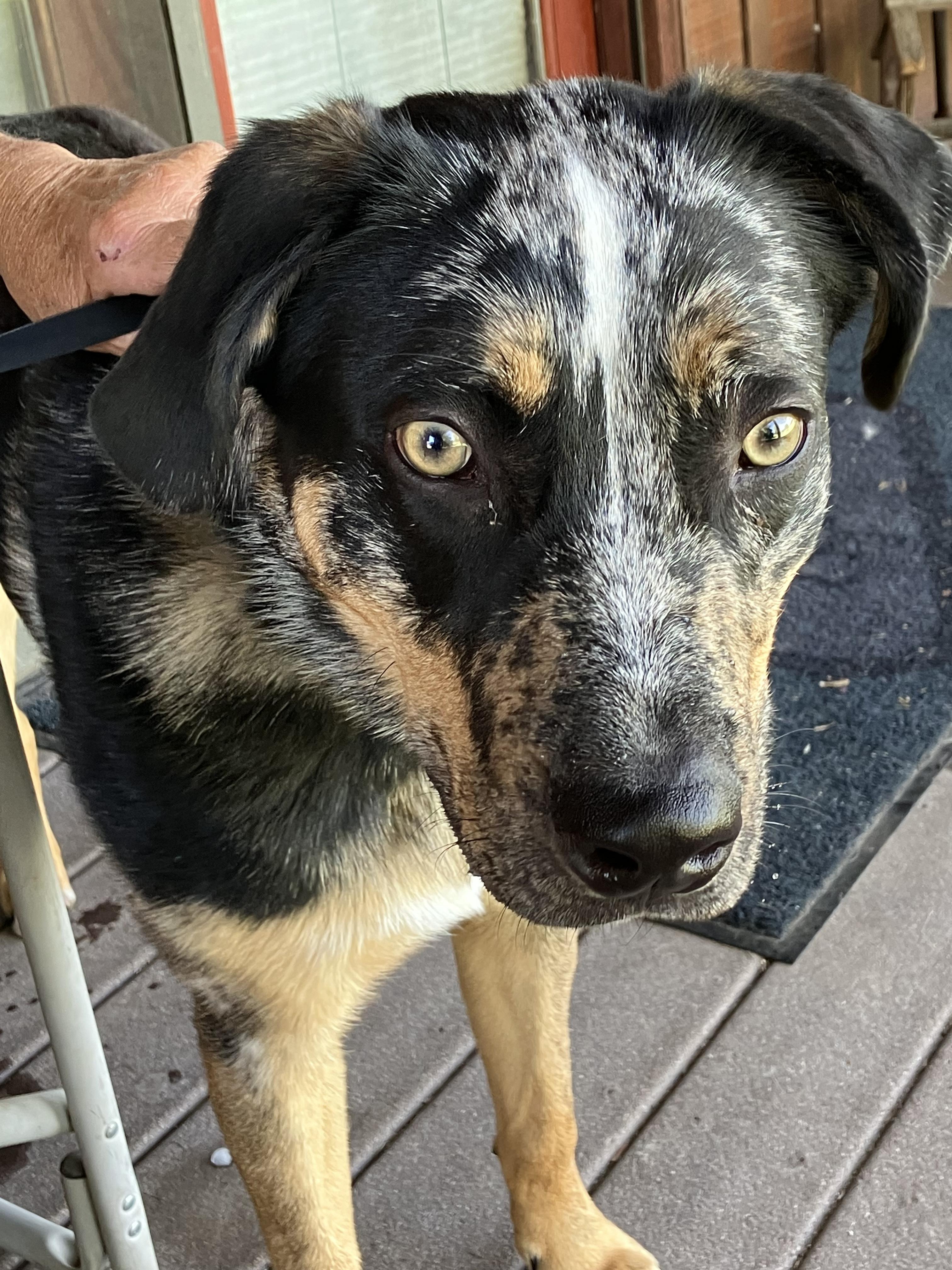 Kaique, a Adoptable Catahoula Leopard Dog in Roslyn, WA image 4/4