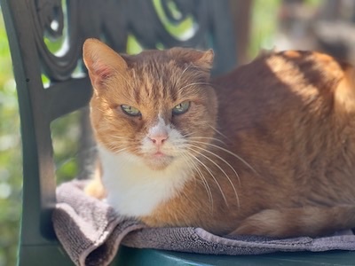 Fred, a Adoptable Tabby in Palmyra, VA image 1/6