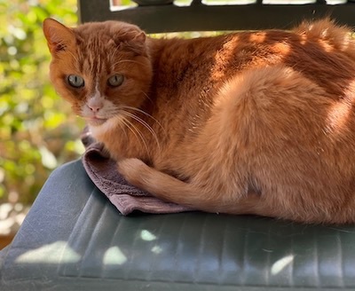 Fred, a Adoptable Tabby in Palmyra, VA image 2/6