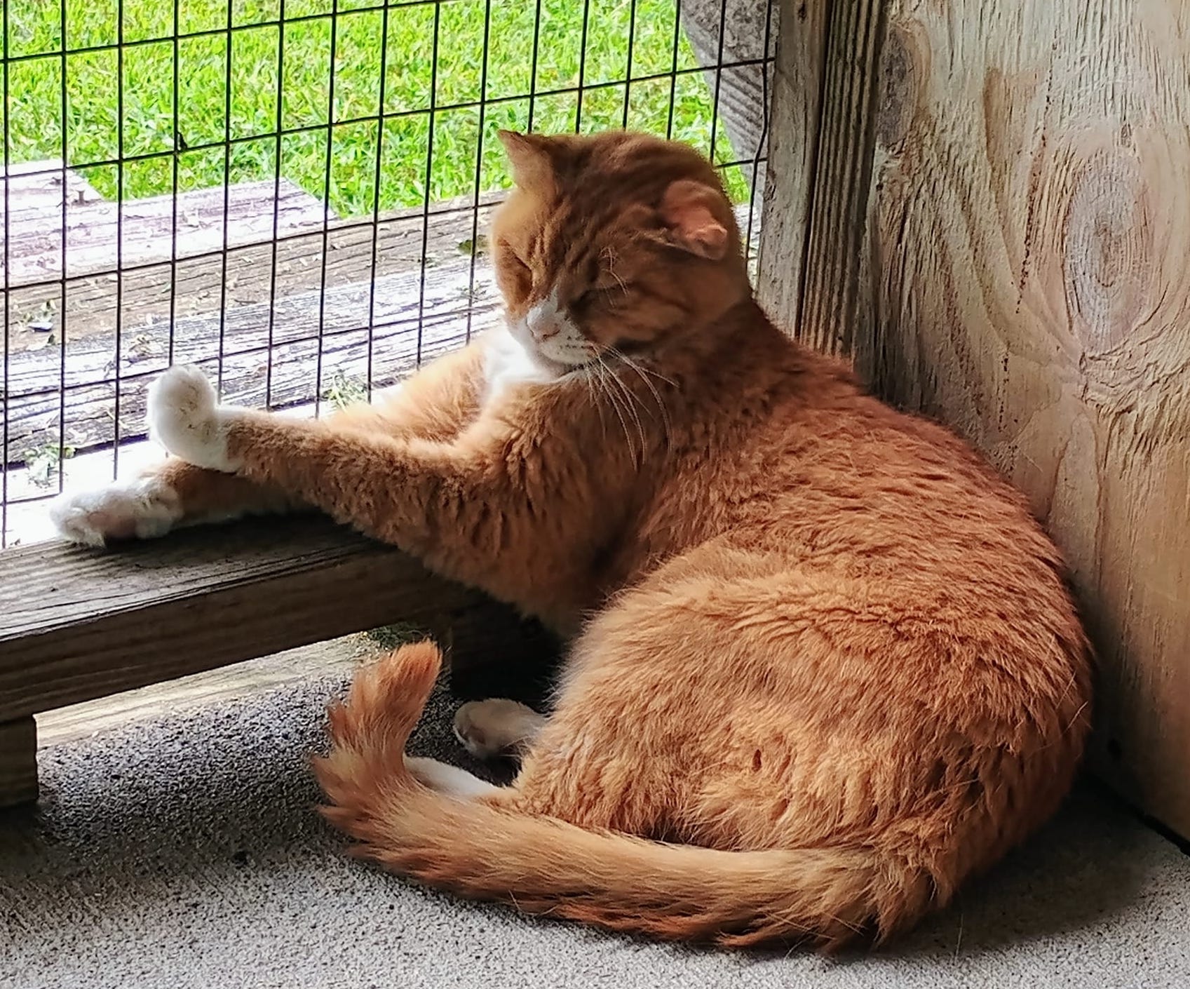 Fred, a Adoptable Tabby in Palmyra, VA image 3/6