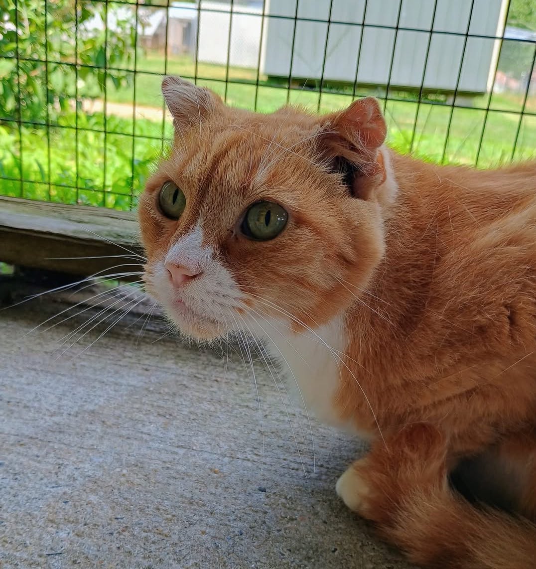 Fred, Adoptable, Senior Male Tabby.