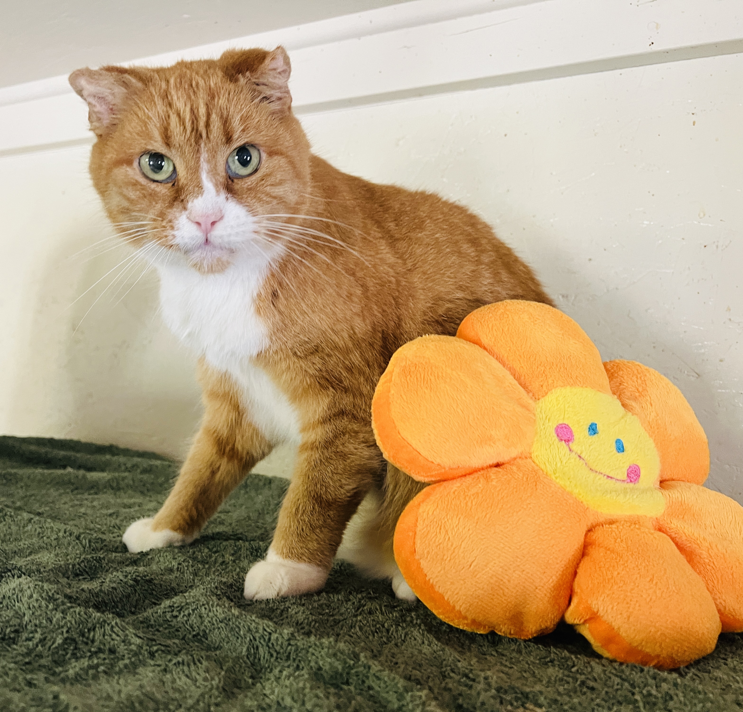 Fred, a Adoptable Tabby in Palmyra, VA image 5/6