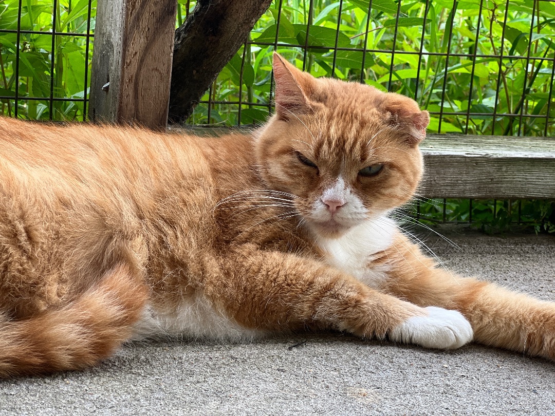 Fred, a Adoptable Tabby in Palmyra, VA image 6/6