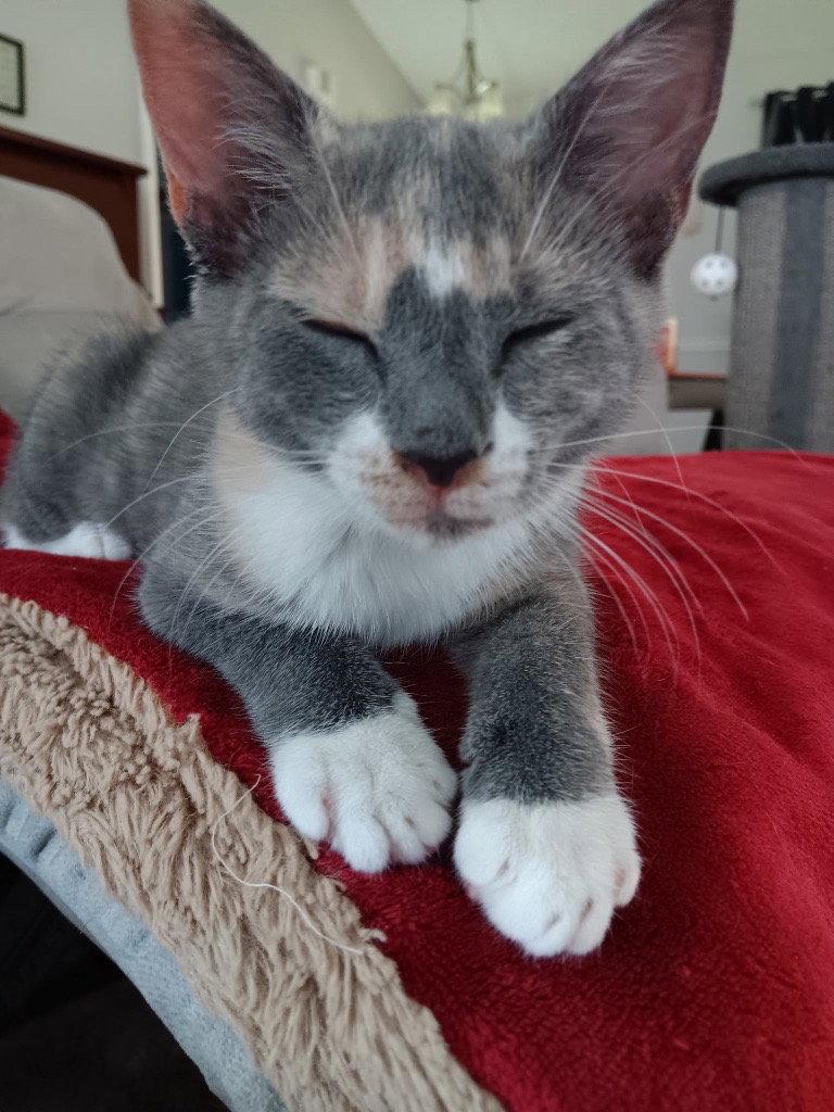 Powder, a Adopted Domestic Short Hair in Pensacola, FL image 1/2