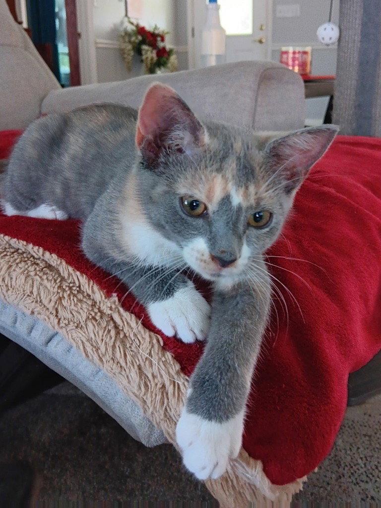 Powder, a Adopted Domestic Short Hair in Pensacola, FL image 2/2