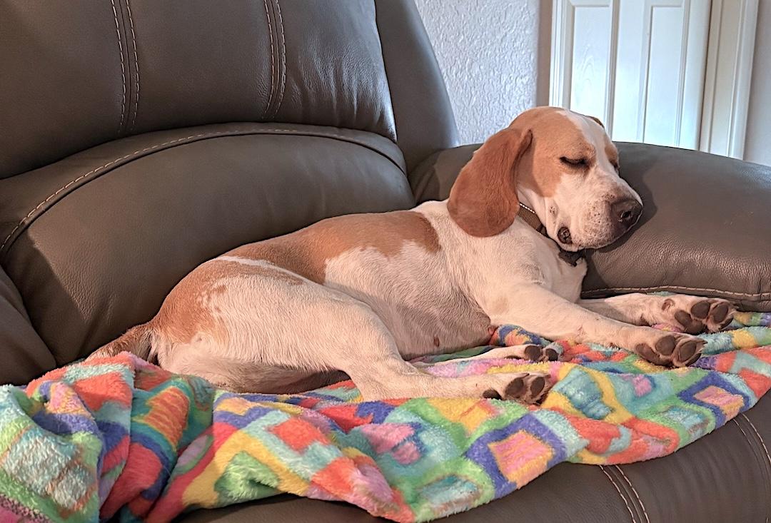 Enlarge Bella, a ADOPTABLE Beagle in Tomball, TX image 2/6