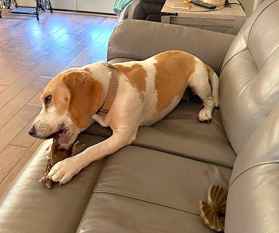 Enlarge Bella, a ADOPTABLE Beagle in Tomball, TX image 6/6