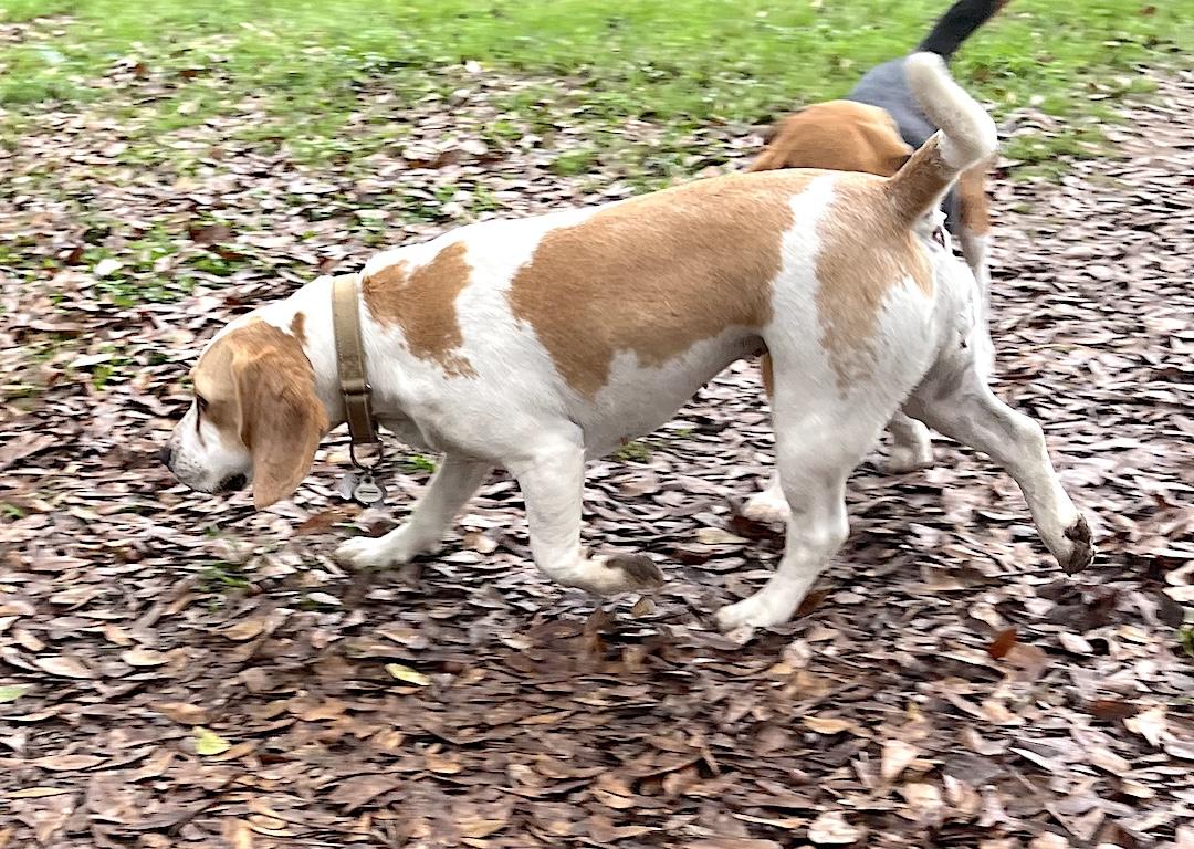 Bella — thumbnail 3