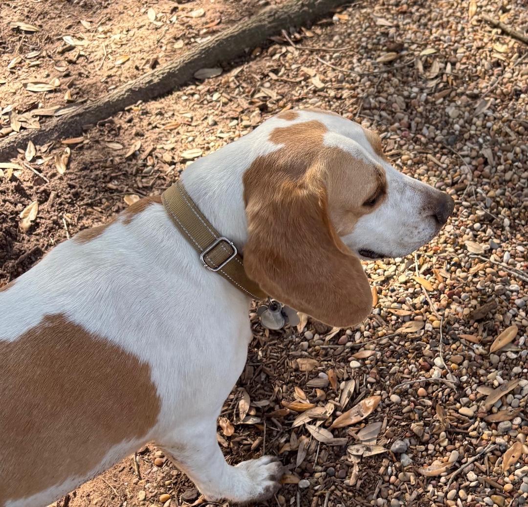 Enlarge Bella, a ADOPTABLE Beagle in Tomball, TX image 3/6