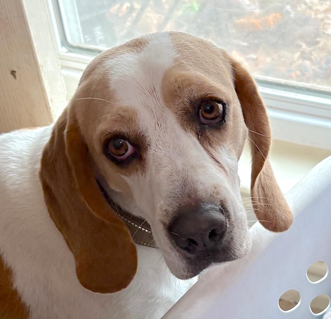 Bella, ADOPTABLE, Adult Female Beagle.