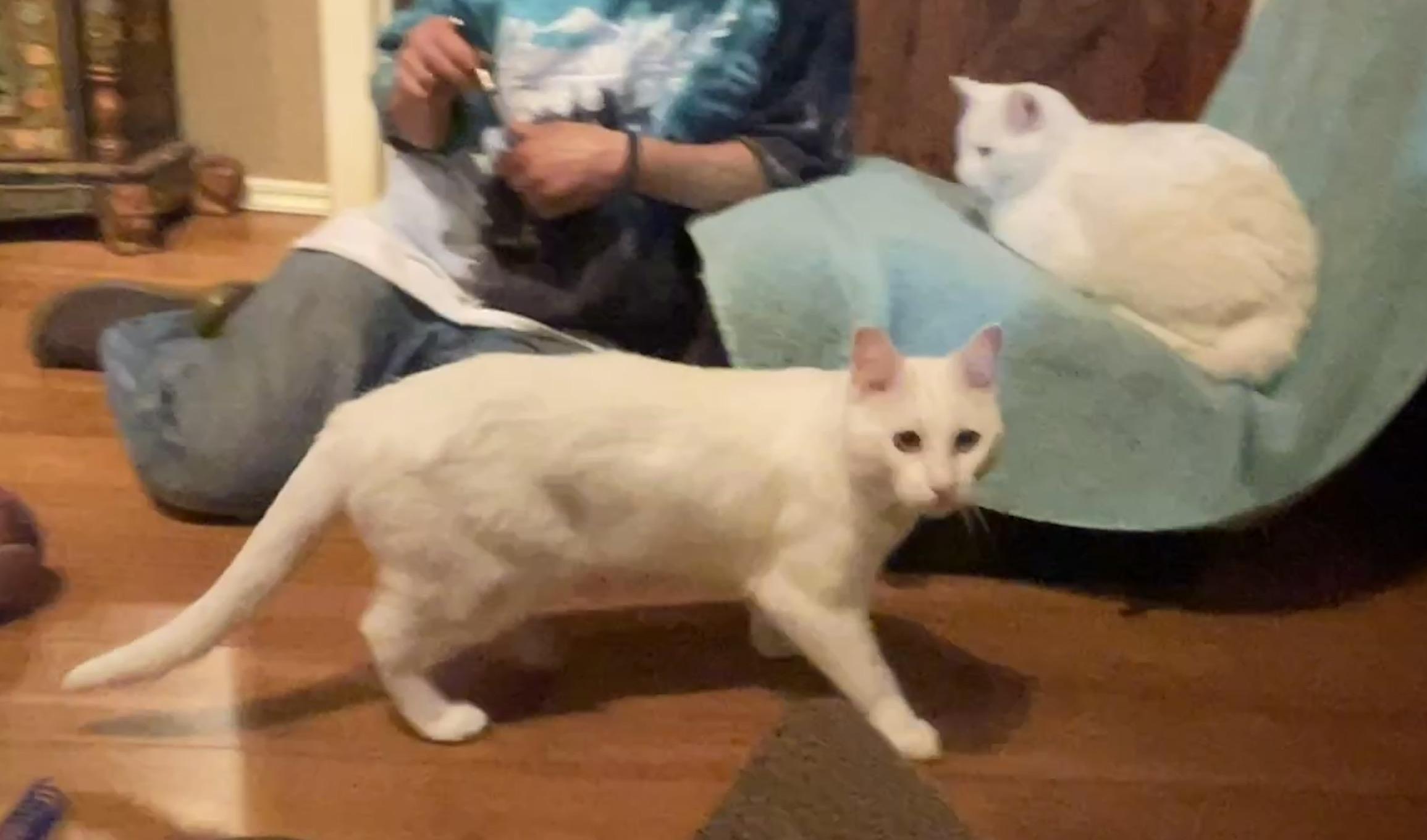 Star (Text or call Maia (maya) 928-282-2604), a ADOPTABLE mixed breed in Sedona, AZ image 5/5