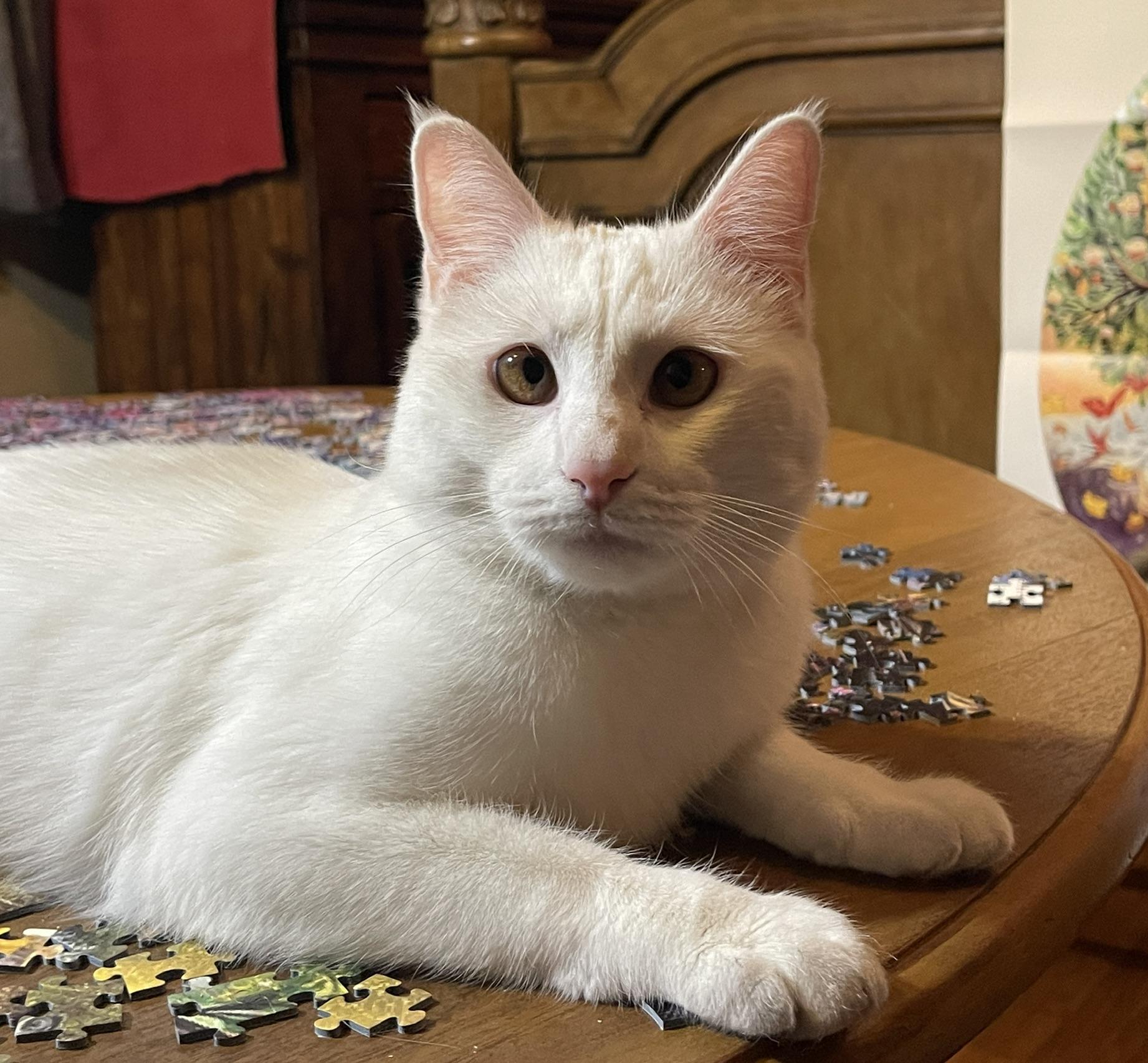 Star (Text or call Maia (maya) 928-282-2604), ADOPTABLE, Adult Female Domestic Short Hair & Ragdoll.