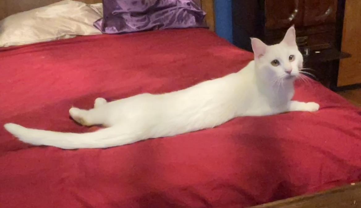 Star (Text or call Maia (maya) 928-282-2604), a ADOPTABLE mixed breed in Sedona, AZ image 2/5