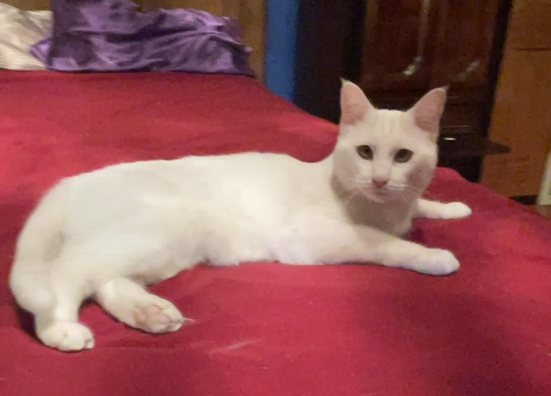 Star (Text or call Maia (maya) 928-282-2604), a ADOPTABLE mixed breed in Sedona, AZ image 3/5