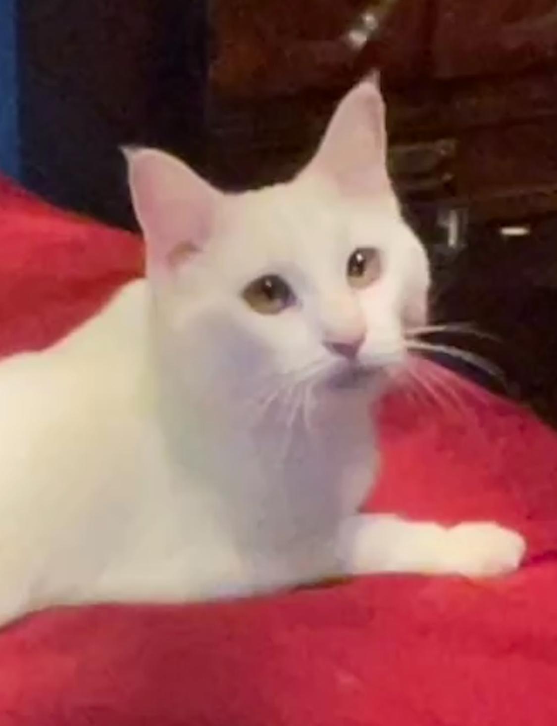 Star (Text or call Maia (maya) 928-282-2604), ADOPTABLE, Adult Female Domestic Short Hair & Ragdoll.