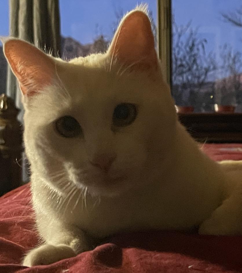 Star (Text or call Maia (maya) 928-282-2604), an adopted mixed breed in Sedona, AZ image 3/6