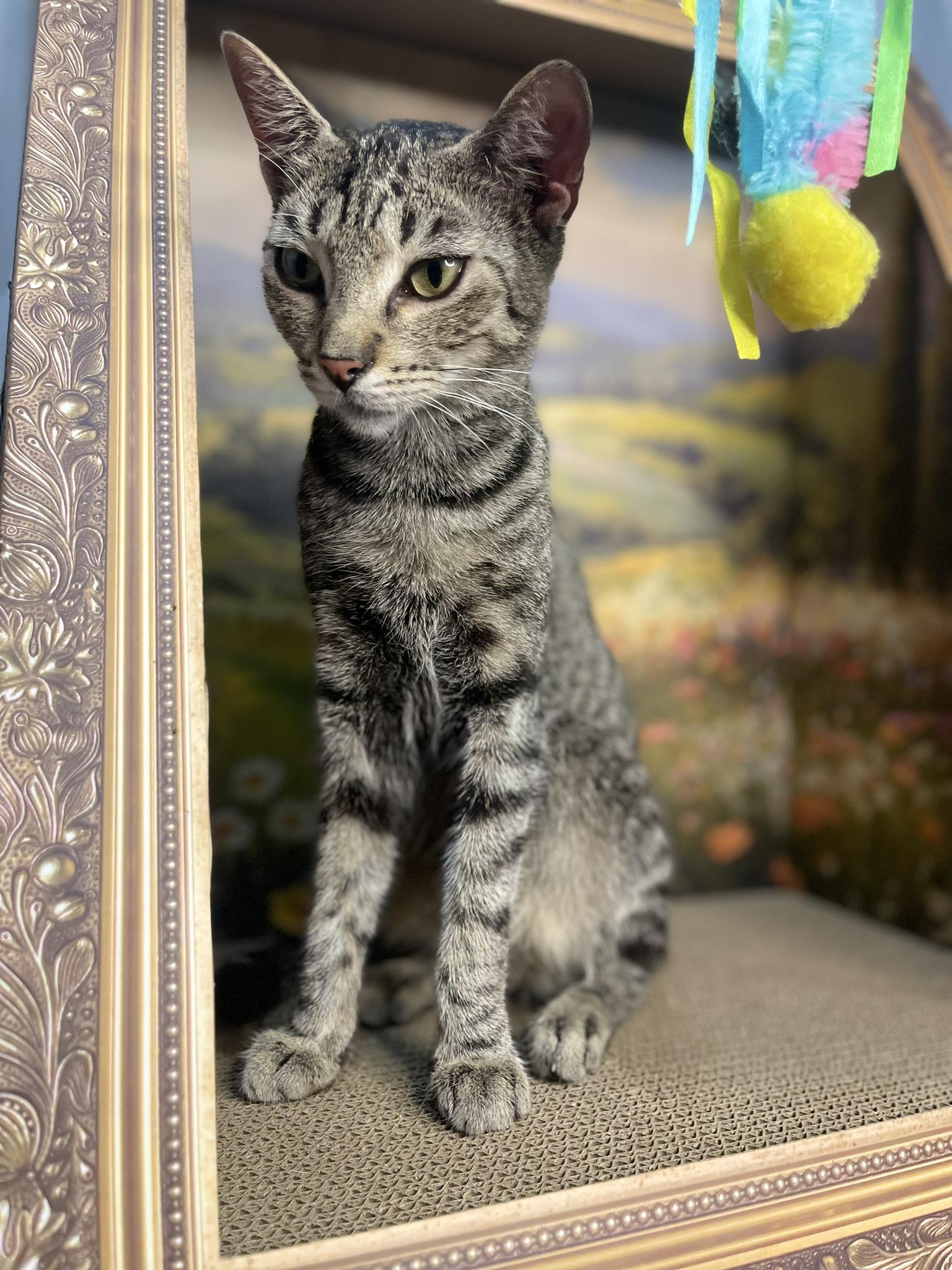 Beatrix, a ADOPTABLE Domestic Short Hair in Fort Pierce, FL image 4/5