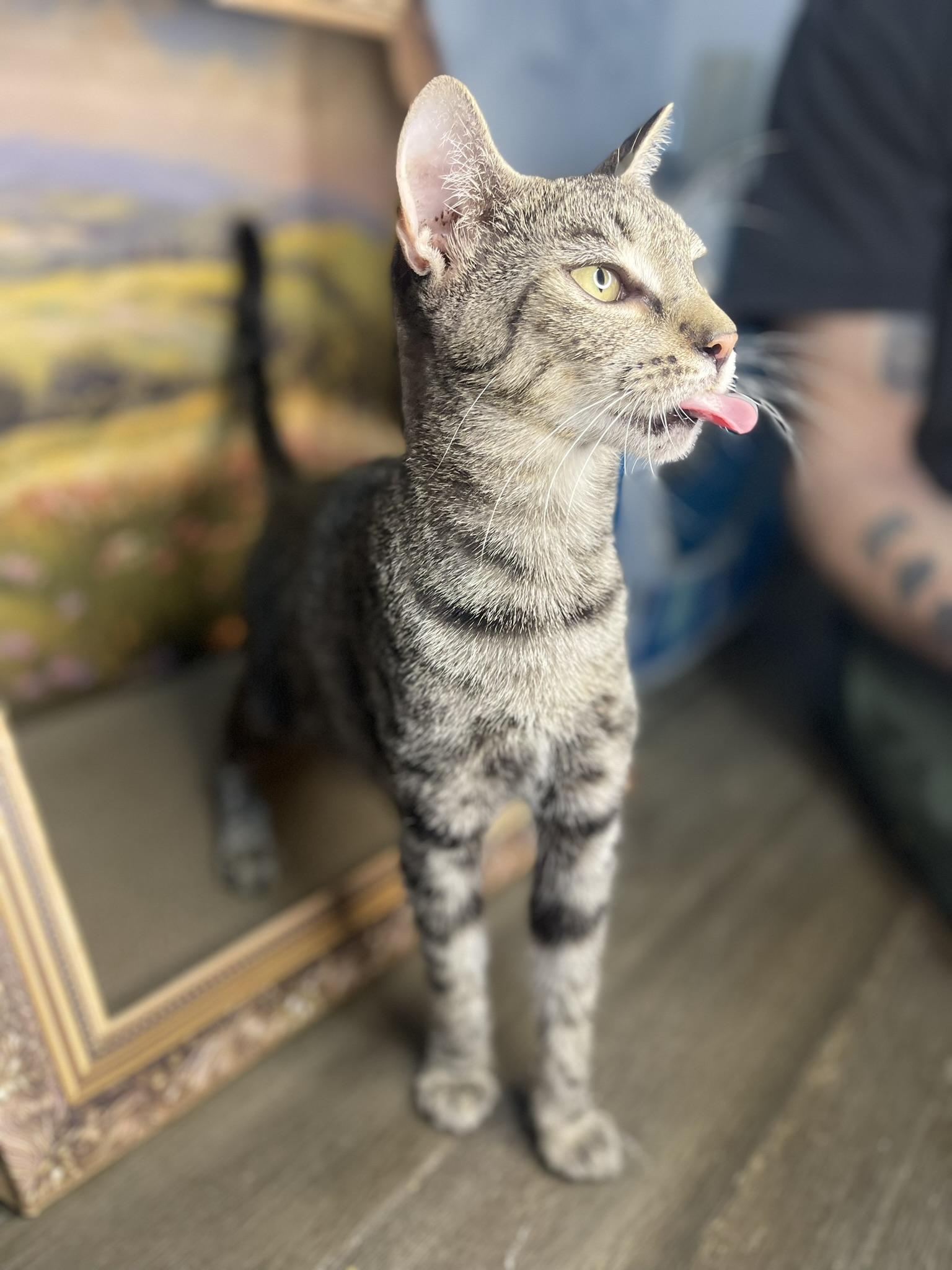 Beatrix, a ADOPTABLE Domestic Short Hair in Fort Pierce, FL image 2/5