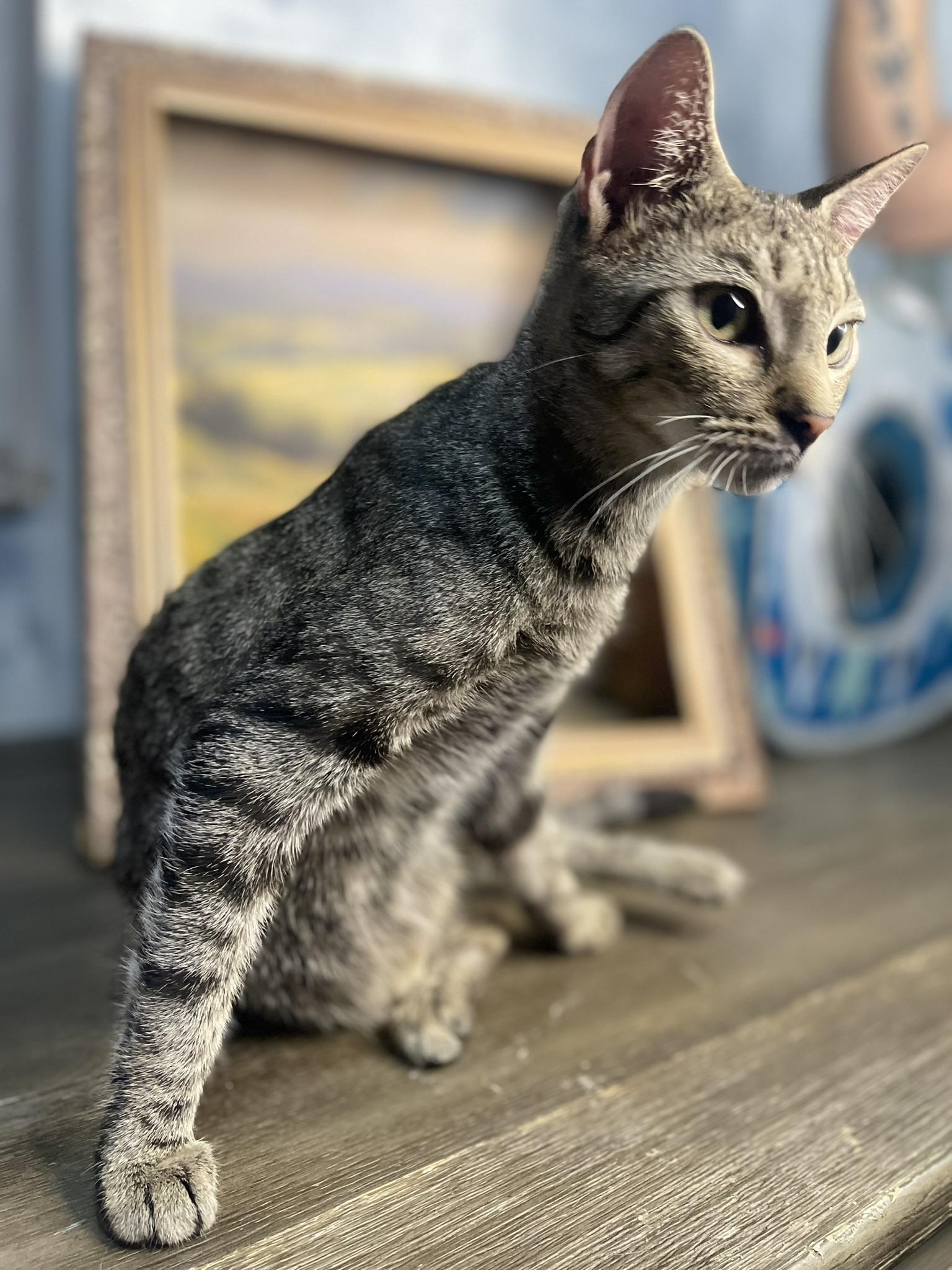 Beatrix, a ADOPTABLE Domestic Short Hair in Fort Pierce, FL image 5/5
