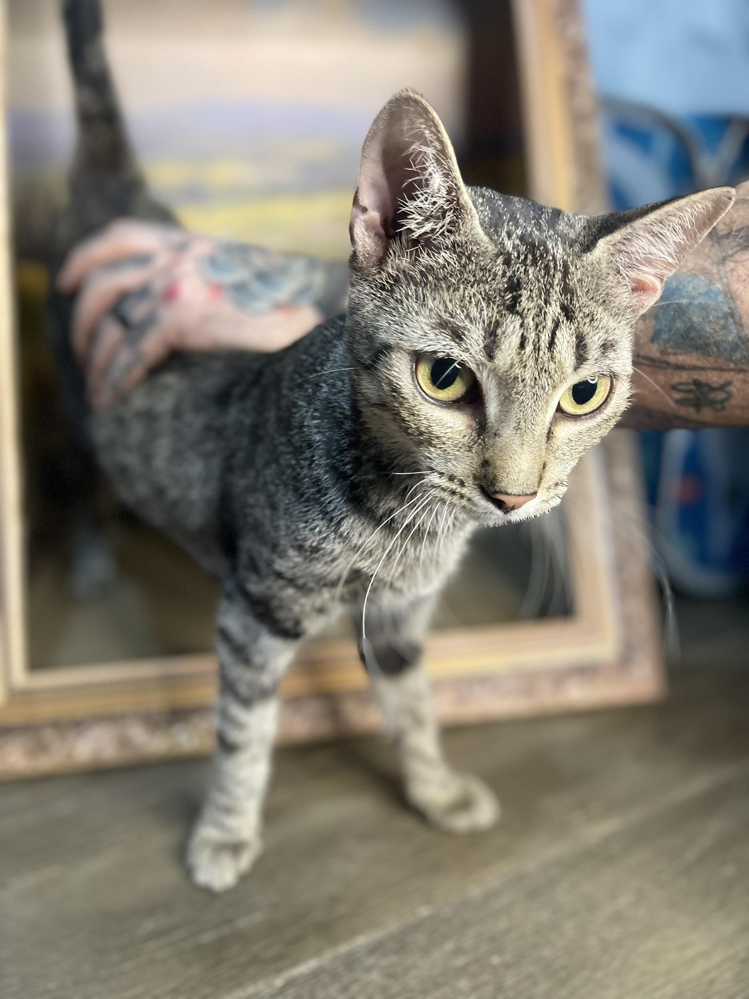 Beatrix, ADOPTABLE, Adult Female Domestic Short Hair.