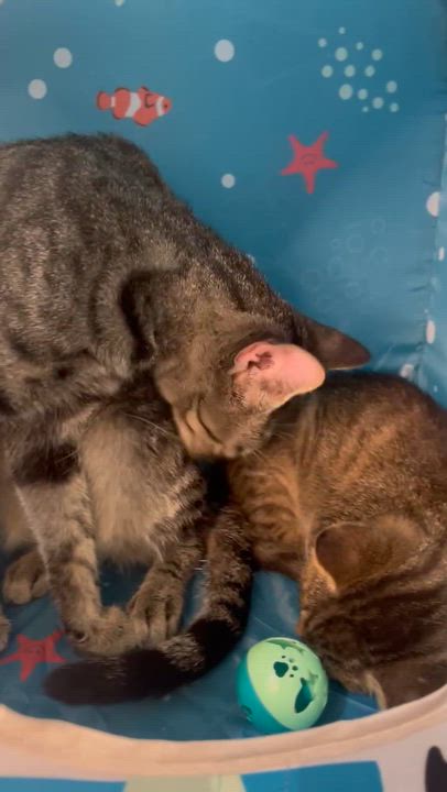 Enlarge Beatrix, a ADOPTABLE Domestic Short Hair in Fort Pierce, FL video 3/5
