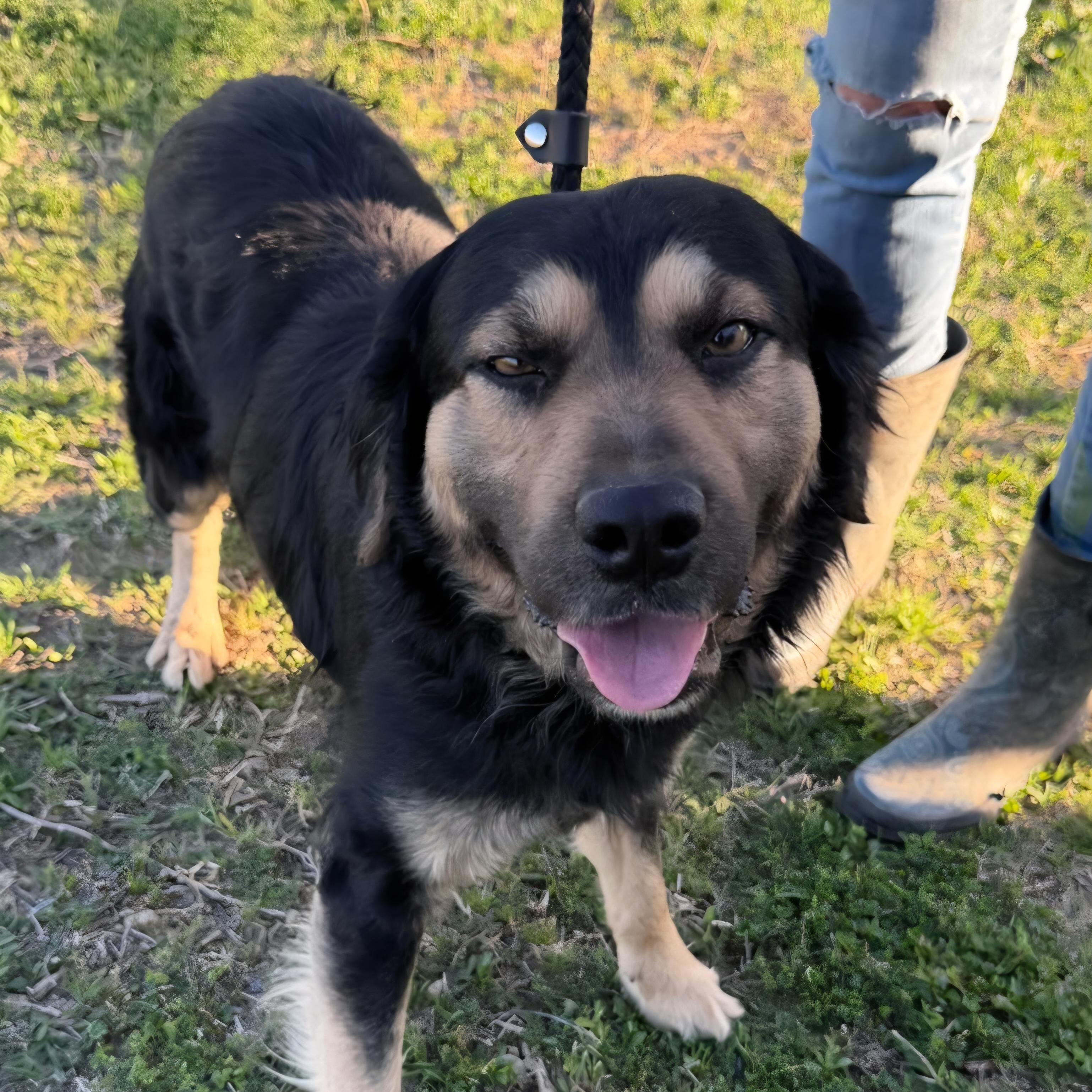 Mookie, ADOPTABLE, Adult Male Mixed Breed.