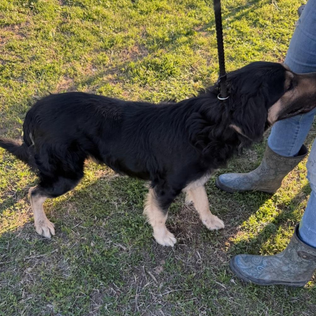 Enlarge Mookie, a ADOPTABLE Mixed Breed in Rockdale, TX image 2/2