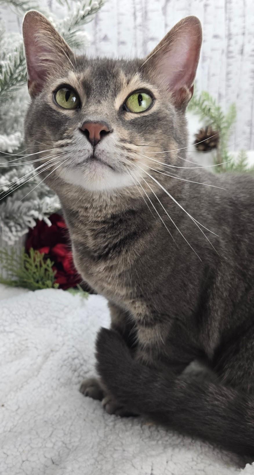 Enlarge Tweedle, a Adoptable Domestic Short Hair in Ocean Springs, MS image 2/4