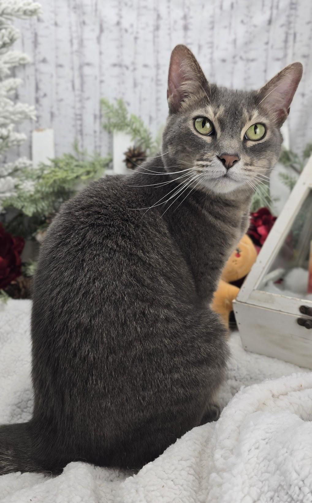 Enlarge Tweedle, a Adoptable Domestic Short Hair in Ocean Springs, MS image 3/4