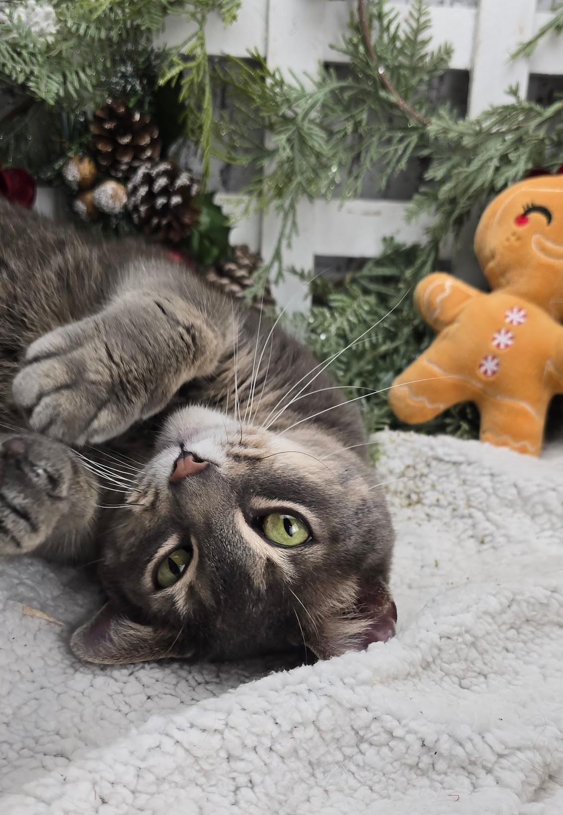 Tweedle, Adoptable, Adult Female Domestic Short Hair.