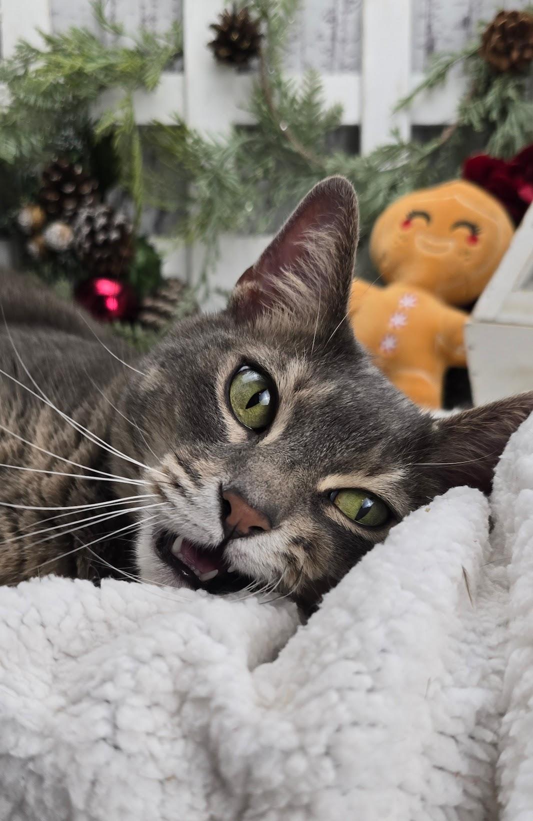 Enlarge Tweedle, a Adoptable Domestic Short Hair in Ocean Springs, MS image 4/4